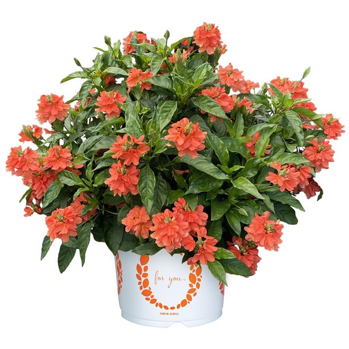 Crossandra Watermelon