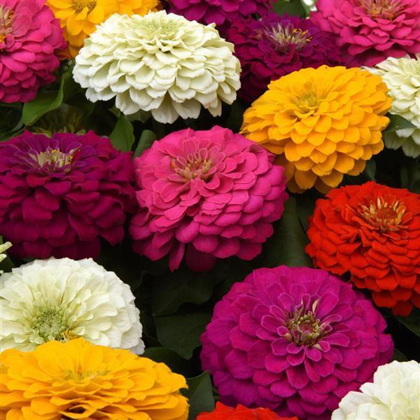 Zinnia elegans (gros) Zest Mix