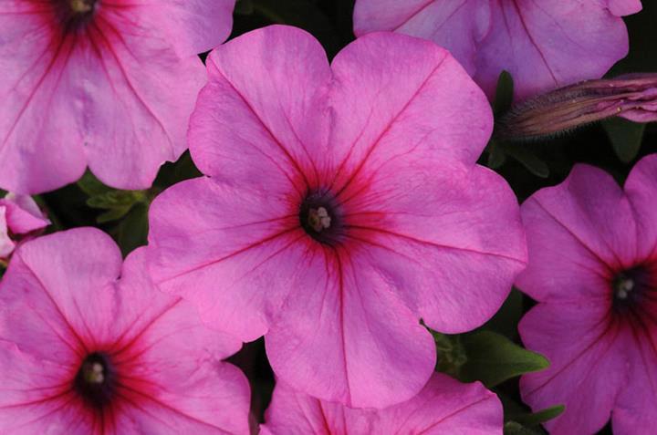 Petunia Easy Wave® Pink Passion (spreading petunia)