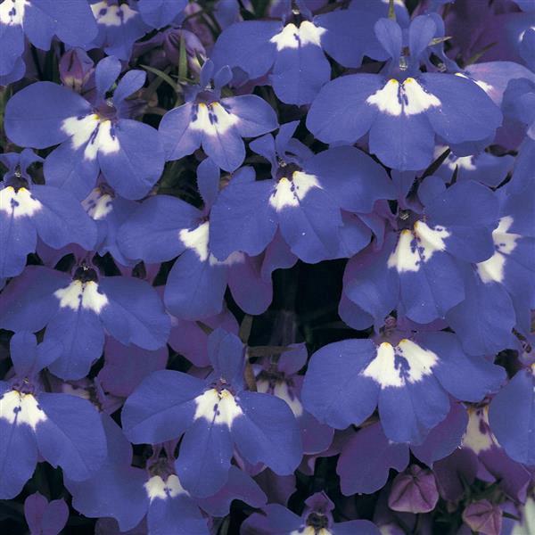 Lobelia compacta riviera Sky blue