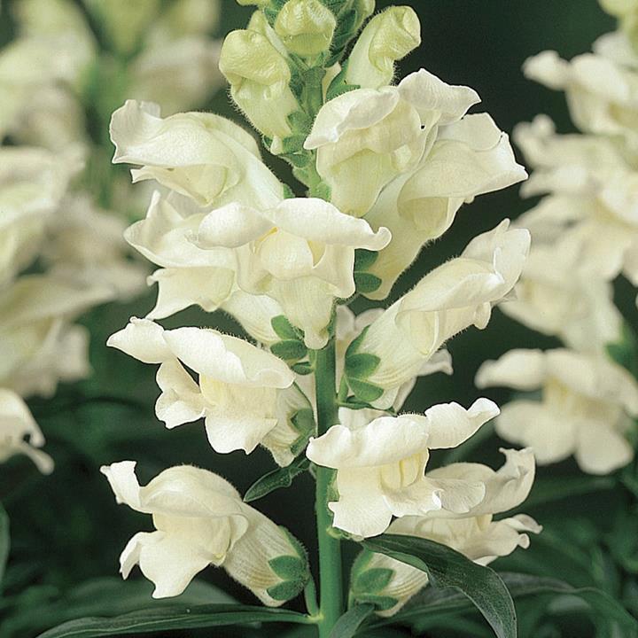 Mufflier (antirrhinum) blanc