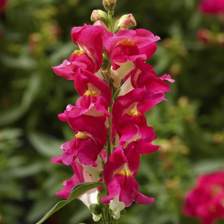 Mufflier (antirrhinum) Pink