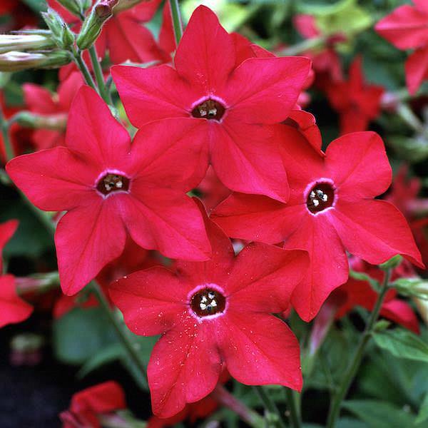 Nicotiana Starmaker Red Bright
