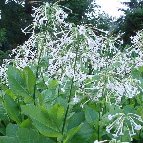 Nicotiana Starmaker Appleblossom