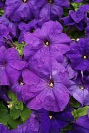 Petunia grandiflora Limbo® Blue 