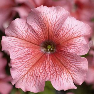 Petunia grandiflora TriTunia™ Salmon Vein