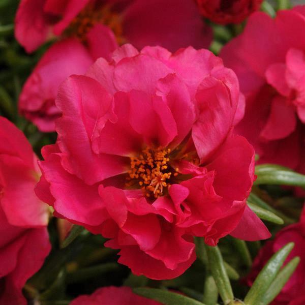 Portulaca Happy Hour™ Fuchsia