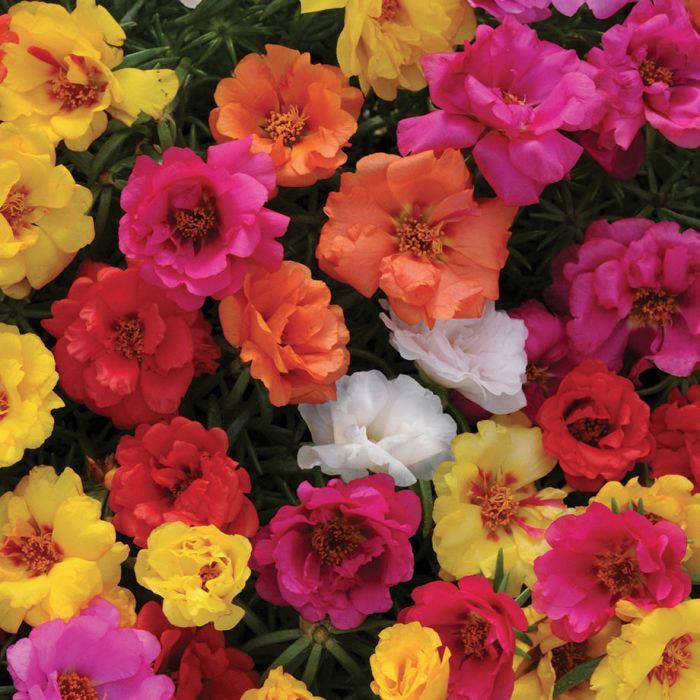 Portulaca Mix