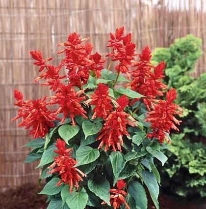 Salvia Summer Jewel™ Red