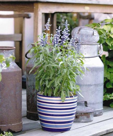 Salvia Farinacea 'Fairy Queen'