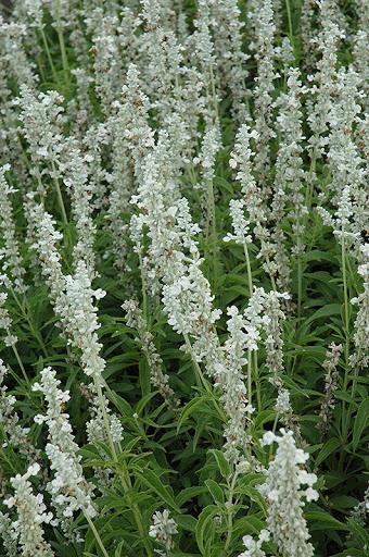 Salvia Farinacea 'Victoria White'