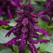 Salvia splendens Mojave™ Purple
