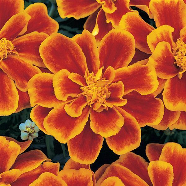 Marigold (petit/tagetes patula) Durango® Bolero