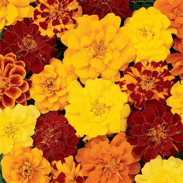Marigold (petit/tagetes patula) Durango® Outback Mix
