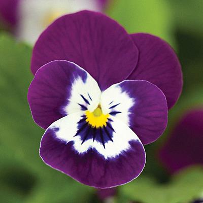 Viola (mini pensée) Purple Marina