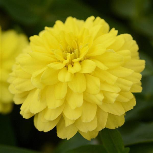 Zinnia Double Zahara™ Yellow