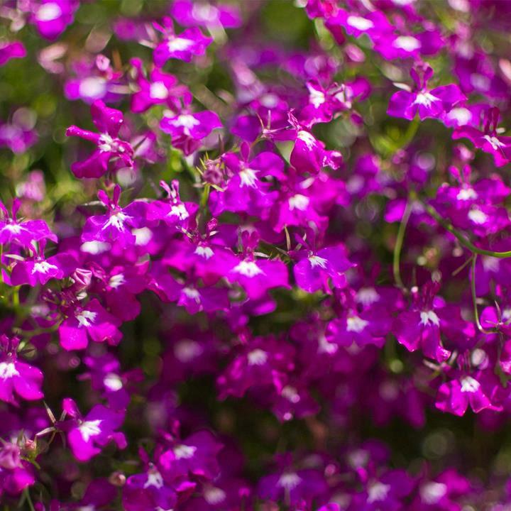 Lobelia pendula regatta rose