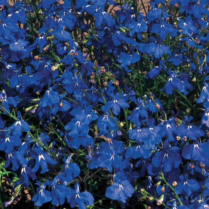 Lobelia pendula regatta marine blue