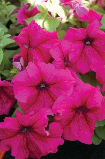 Petunia grandiflora Limbo® Burgundy