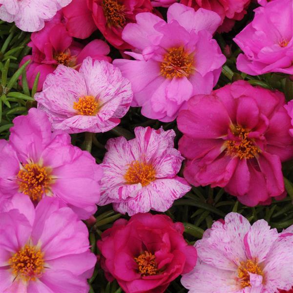 Portulaca Mix Pink Passion