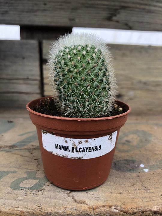 Cactus Mammillaria pilcayensis