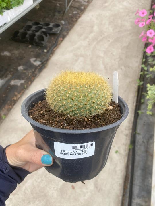 Brasilicactus Haselbergii