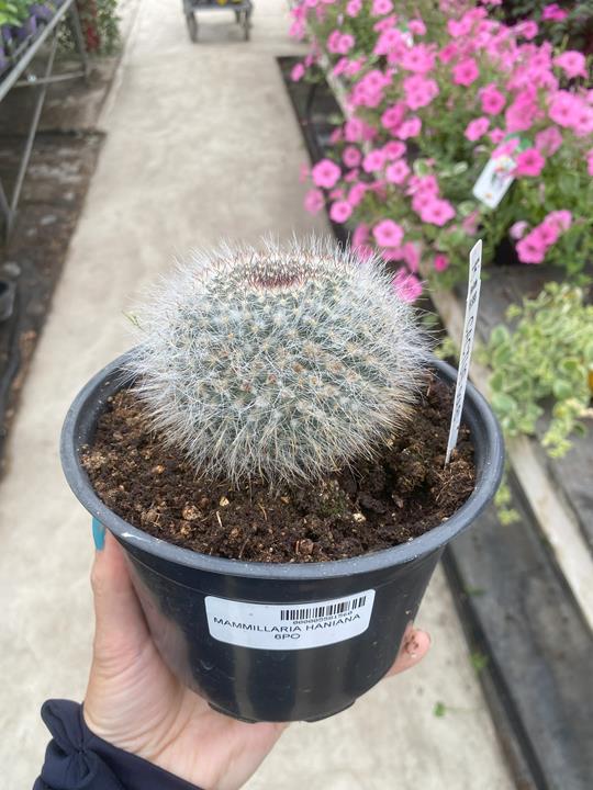 Mammillaria hahniana