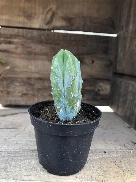 Cactus Espostoopsis dybowskii