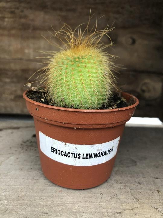 Cactus Eriocactus leninghausii