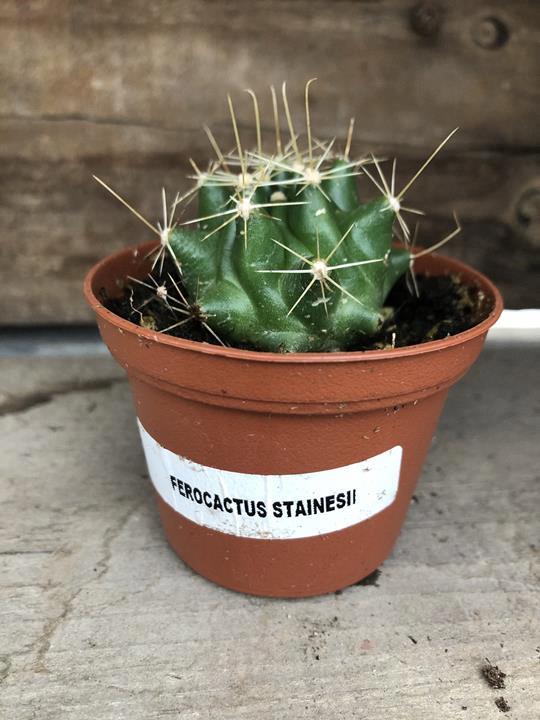 Cactus Ferocactus stainesii