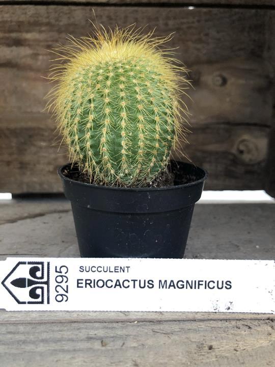 Cactus Eriocactus magnificus