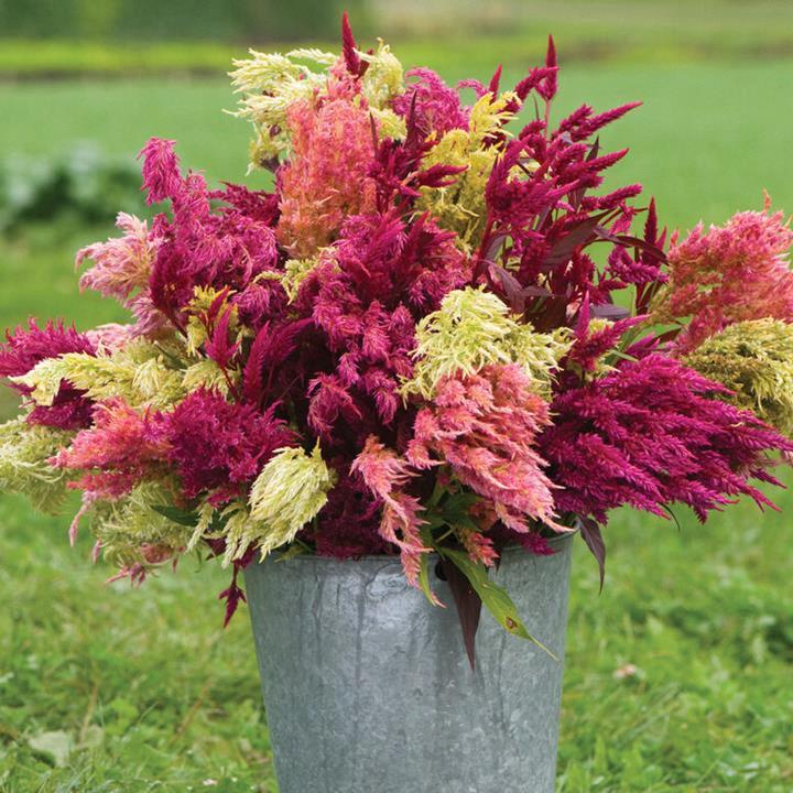 Celosia Pampas Plume