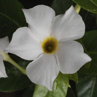 Dipladenia (mandevilla) Madinia® White