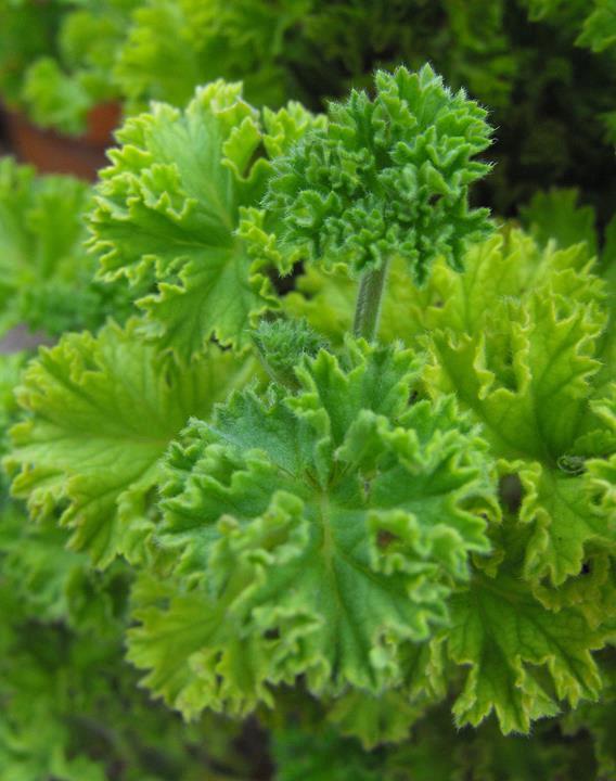 Géranium Citron (grandes feuilles)