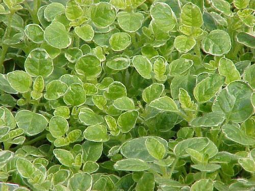 Marjolaine panachée