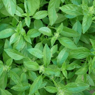 Basilic Citron