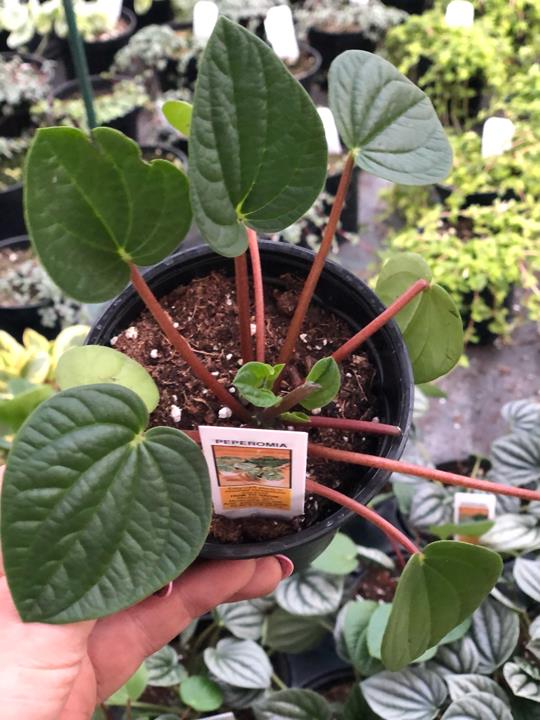 Peperomia Red Canyon ®