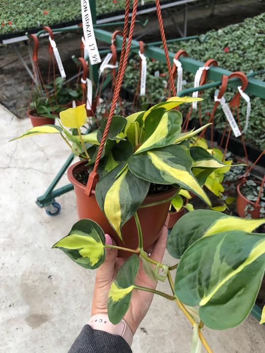 Philodendron Brazil