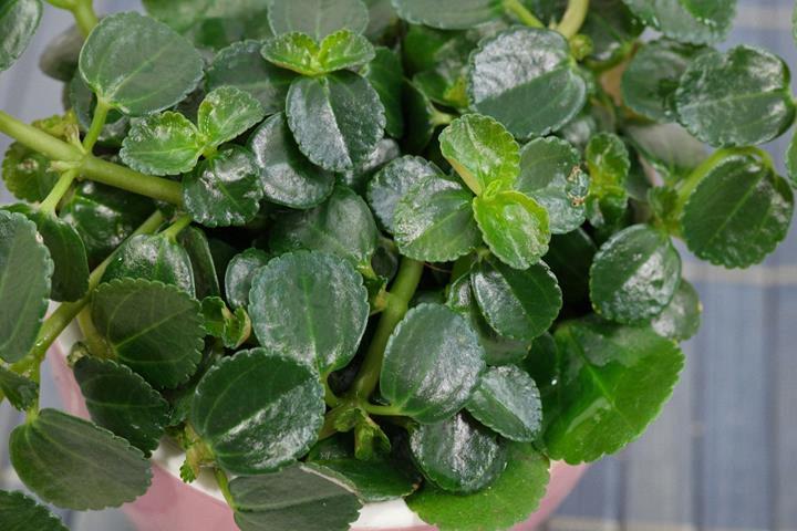 Pilea depressa Palus