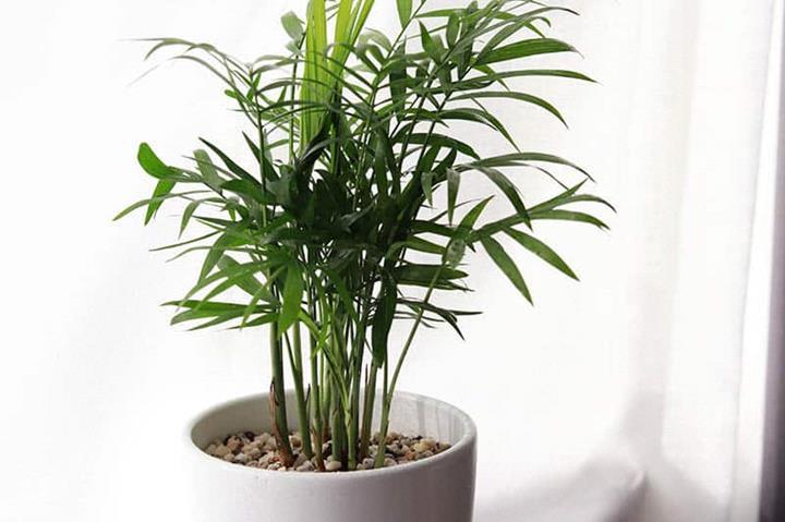 Dypsis lutescens (palmier multipliant)