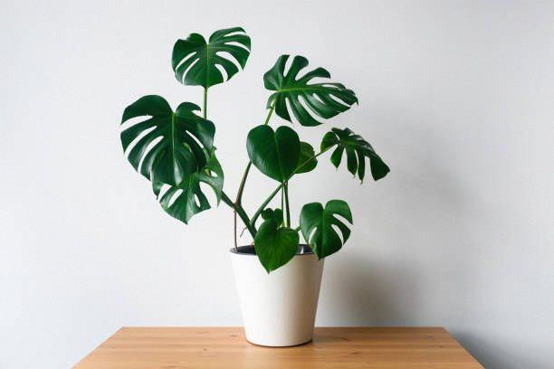 Philodendron Monstera