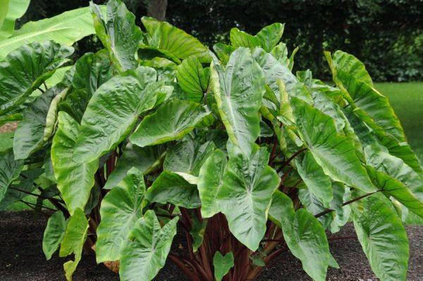 Colocasia esculenta Royal Hawaiian® 'Hawaiian Punch'