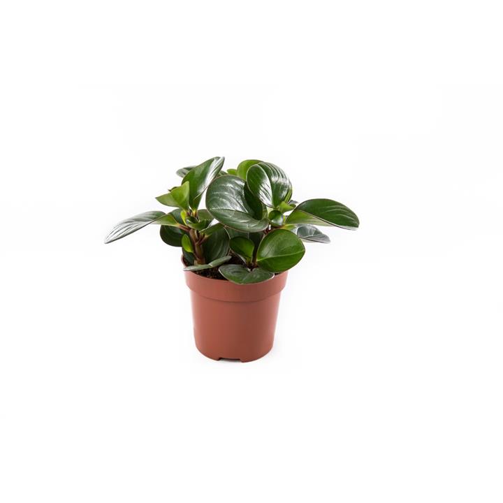 Peperomia obtipan 'Emerald Isle'