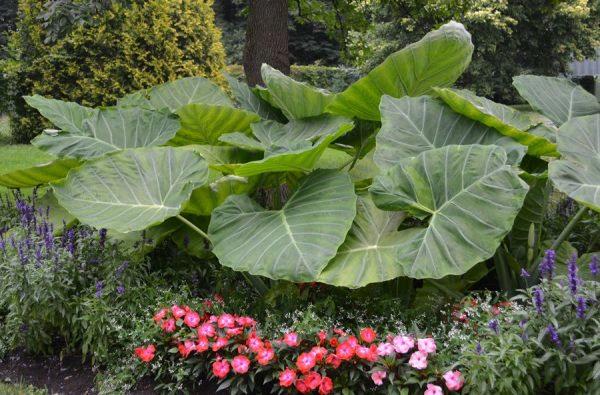 Colocasia gigantea ‘Thailand Giant’