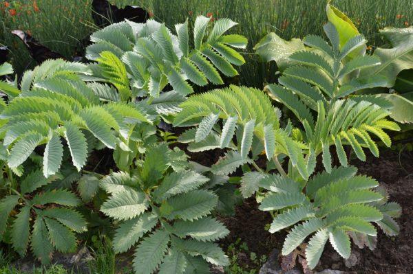 Melianthus Major