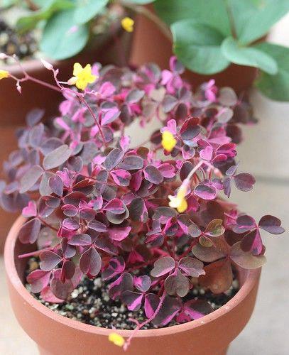 Oxalis triangularis Charmed® Wine