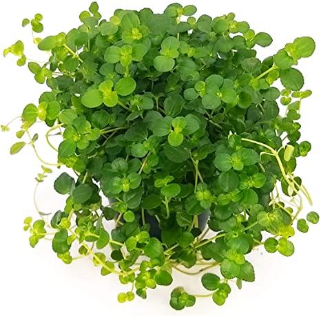 Pilea depressa vert