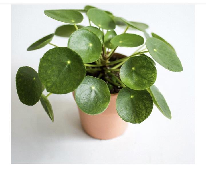 Pilea peperomioides