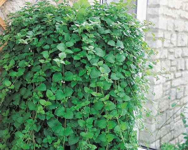 Satureja douglasii (Menthe indienne) 