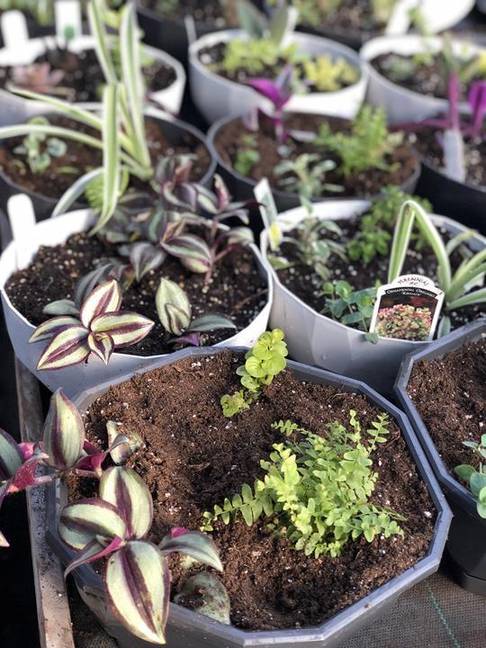 Plantes intérieurs mixtes Bol